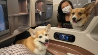 Trải nghiệm trên chuyến bay dài của hai chú chó cưng