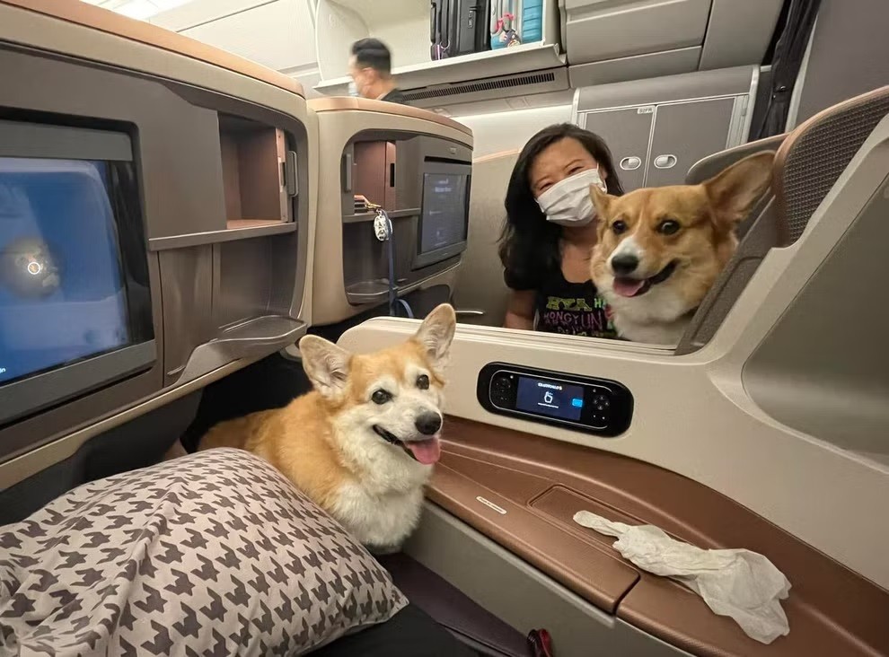 Trải nghiệm trên chuyến bay dài của hai chú chó