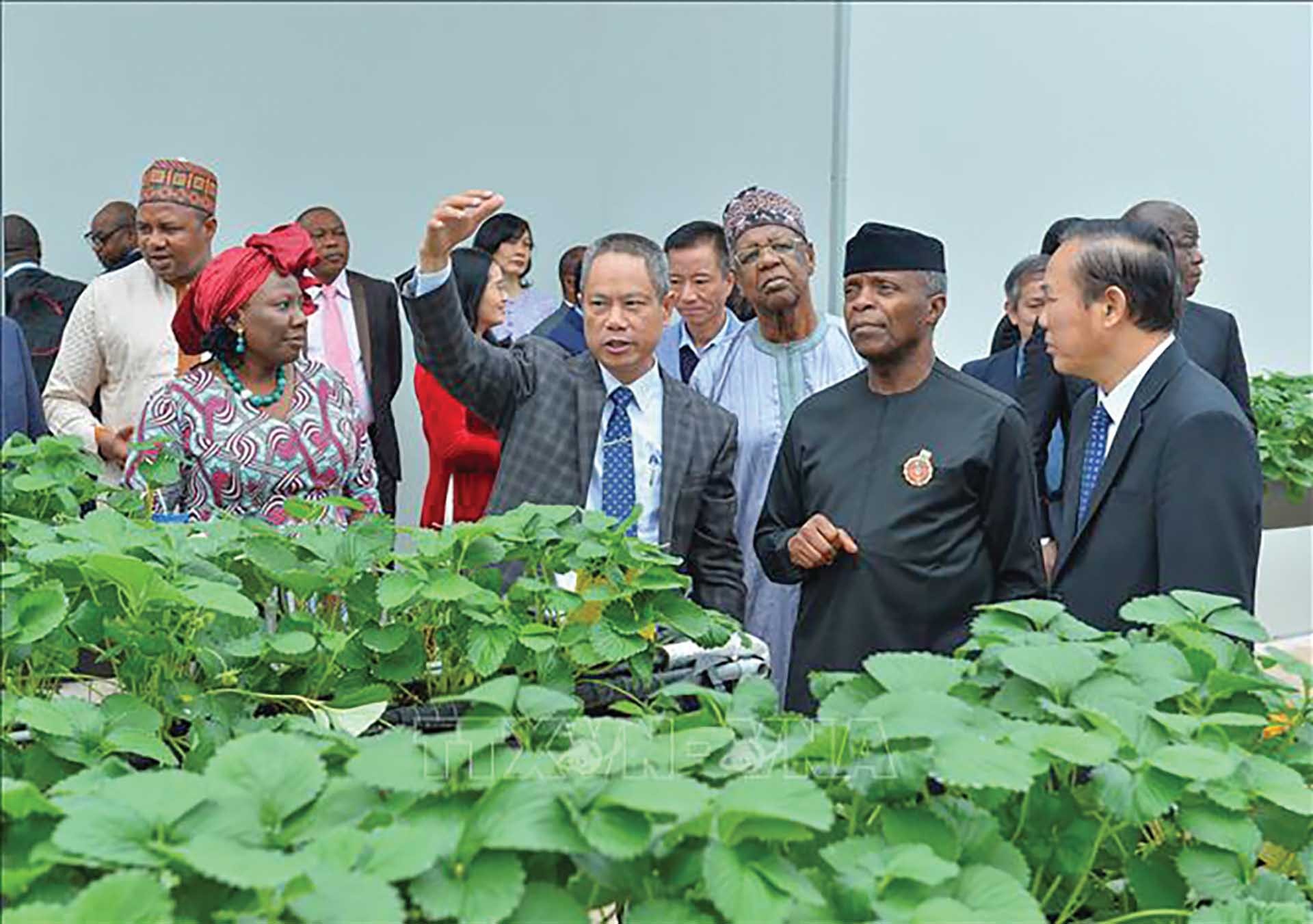 Phó Tổng thống Nigeria Yemi Osinbajo tham quan Khu nông nghiệp công nghệ cao của Viện Khoa học Nông nghiệp Việt Nam. (Nguồn: TTXVN)