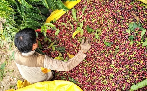 Sustainable development key to success of Vietnamese coffee