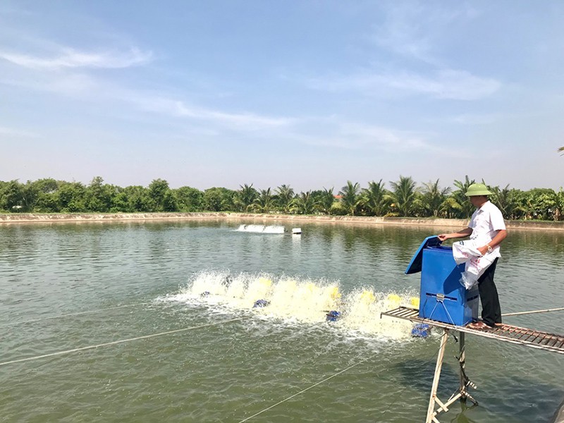 Ông Nguyễn Văn Lâm, xóm Trung Đồng, xã Hải Đông, huyện Hải Hậu, tỉnh Nam Định đã thành công trong việc chuyển đổi sản xuất nhờ nguồn vốn vay từ Agribank 