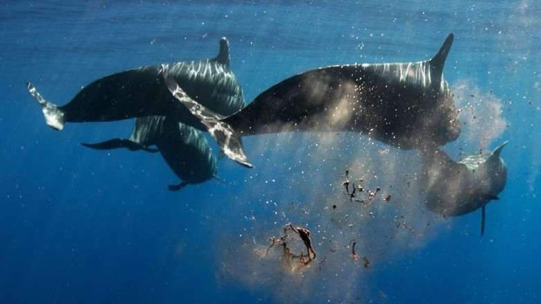 Cá voi sống lâu đóng vai trò như một máy bơm carbon sinh học của đại dương