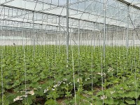Ngành Nông nghiệp Tây Ninh tập trung nâng cao giá trị gia tăng và phát triển bền vững
