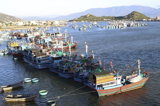 Ninh Thuan fish catch rises