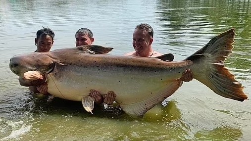 Thái Lan: Câu được cá da trơn khổng lồ, nặng gần 200kg, dài hơn 2m