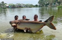 Thái Lan: Câu được cá da trơn khổng lồ, nặng gần 200kg, dài hơn 2m