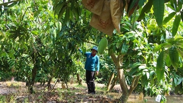 Vietnam is third largest mango exporter to RoK