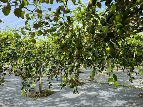 Cam Mountain Cable Car's 'fairy apple' garden