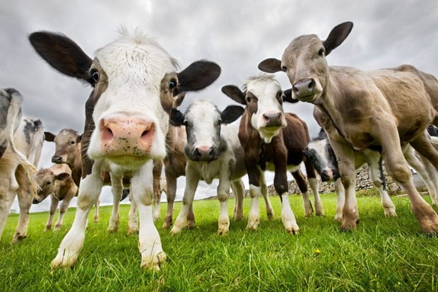 Dịch hô hấp của loài bò có tiềm năng ngăn chặn một số bệnh lây truyền qua đường tình dục. (Nguồn: Alamy)