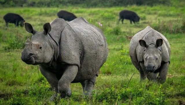 Ấn Độ: Không có con tê giác nào ở bang Assam bị săn trộm trong năm 2022