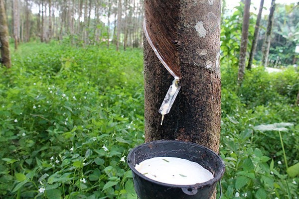 Laos, Vietnam cooperate to improve exported rubber quality | Business | Vietnam+ (VietnamPlus)