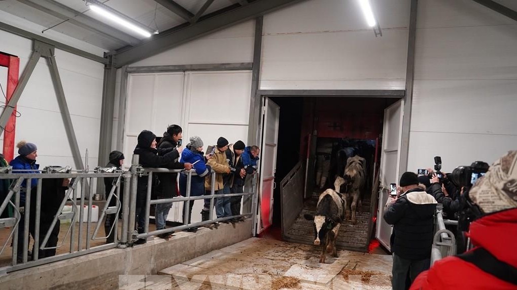 TH-RUS welcomes nearly 2,400 milch cows to new farm in Kaluga