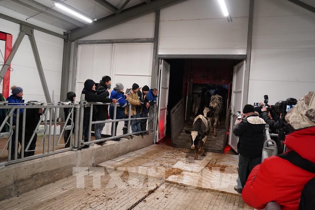 TH-RUS welcomes nearly 2,400 milch cows to new farm in Kaluga