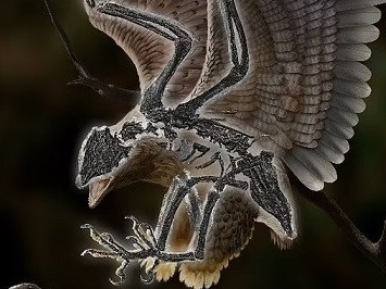 Trung Quốc tìm thấy hóa thạch chim có thể tiến hóa từ khủng long từ 120 triệu năm trước