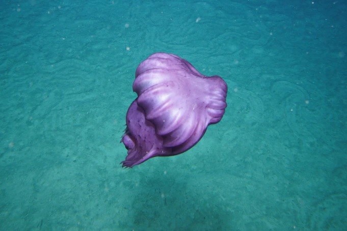 Australia: Camera chụp lại những sinh vật biển đầu tiên dưới biển sâu