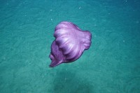 Australia: Camera chụp lại những sinh vật biển mới đầu tiên dưới biển sâu
