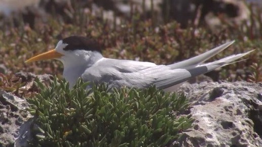 Australia: Nước lũ đe dọa các loài chim di cư quý hiếm