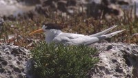 Australia: Nước lũ đe dọa các loài chim di cư quý hiếm