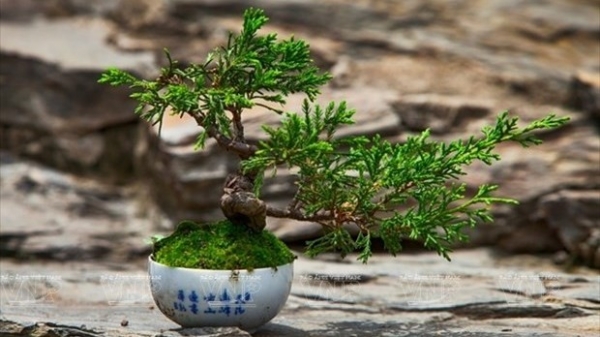 Bonsai captures vitality of nature