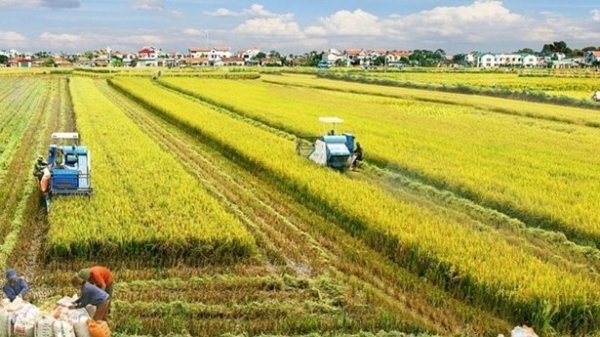 Mekong Delta rice farming to become a leading sector in agricultural production