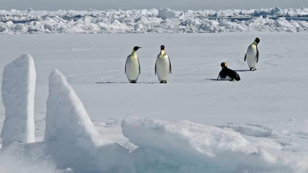 Phát hiện nơi ở mới tại Nam Cực của chim cánh cụt hoàng đế sắp tuyệt chủng