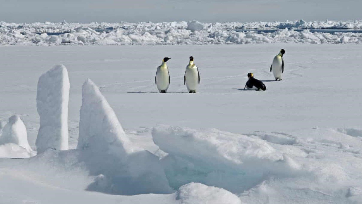 Phát hiện nơi ở mới ở Nam Cực của chim cánh cụt hoàng đế sắp tuyệt chủng