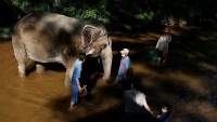 Thái Lan: Hoạt động du lịch cùng voi hút khách nước ngoài