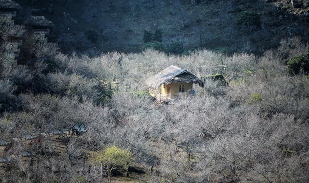 Apricot forest in sub-zone 14, Moc Chau town (Photo: VNA)