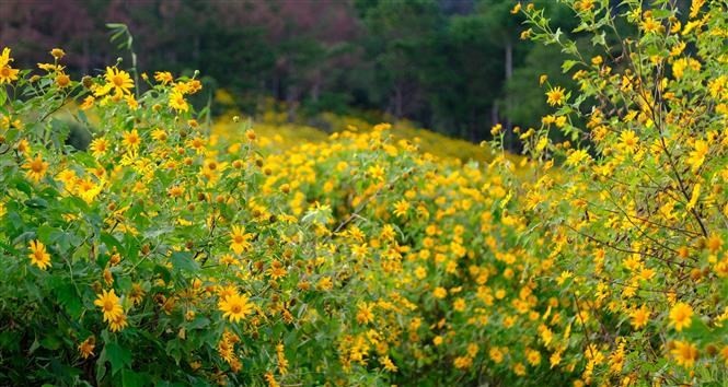 Da Lat honoured with ASEAN Clean Tourist City Award 2022