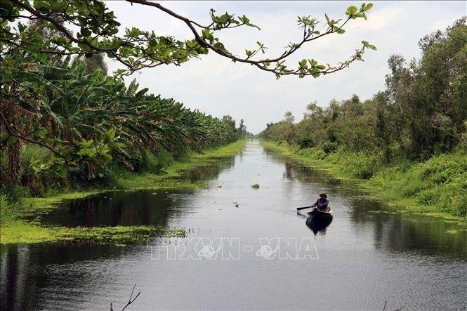 Rừng ngập mặn U Minh Thượng (Kiên Giang). (Nguồn: TTXVN)