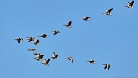 Cách chim di cư tích lũy năng lượng trước khi bay hàng nghìn km mà không cần ăn