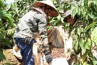 Central Highlands province of Lam Dong recognises hi-tech coffee growing area