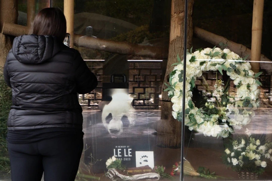 Trung Quốc điều tra cái chết của gấu trúc tại Mỹ