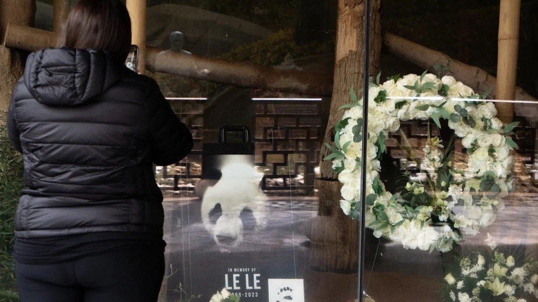 Trung Quốc muốn điều tra cái chết của gấu trúc tại Mỹ
