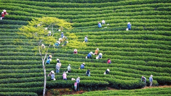 Action plan to innovate and improve efficiency of collective economy in new period