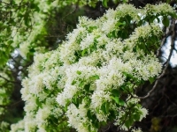 Cây cổ thụ đẹp nhất Trung Quốc nở hoa trắng muốt, hút khách du lịch