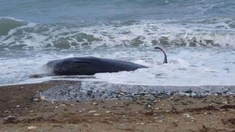 Cyprus: Cá voi chết dạt bờ biển có thể do ảnh hưởng từ động đất tại Thổ Nhĩ Kỳ