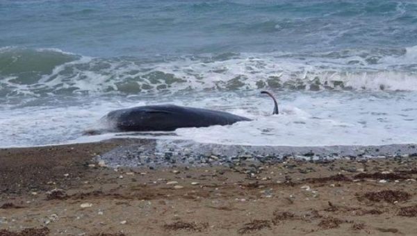 Cyprus: Cá voi chết dạt bờ biển có thể ảnh hưởng do động đất tại Thổ Nhĩ Kỳ
