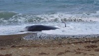 Cyprus: Cá voi chết dạt bờ biển có thể do ảnh hưởng từ động đất tại Thổ Nhĩ Kỳ