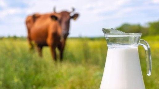 Trung Quốc nhân bản thành công bò siêu sữa