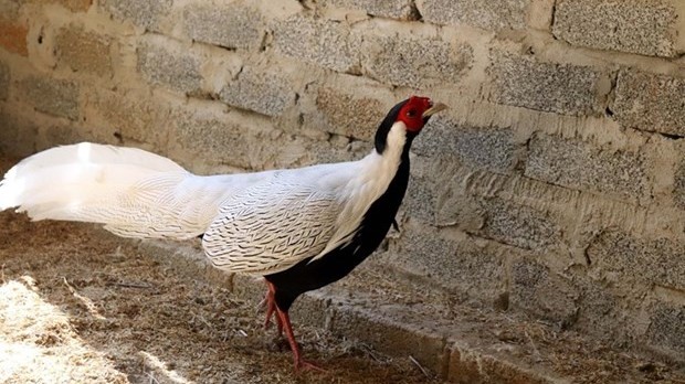 Thanh Hoá: Bảo tồn các loài gà có tên trong Sách Đỏ Việt Nam và thế giới