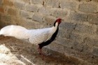 Thanh Hoá: Bảo tồn các loài gà có tên trong Sách Đỏ Việt Nam và thế giới