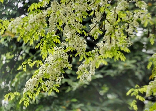 Pristine beauty of Sua flowers in Hanoi