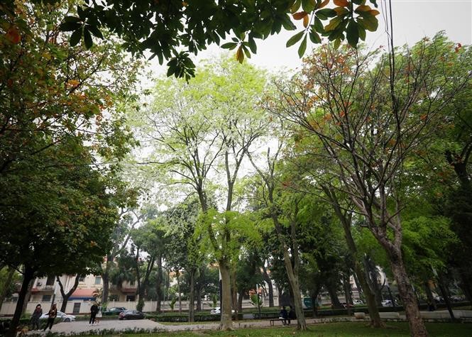 Pristine beauty of Sua flowers in Hanoi