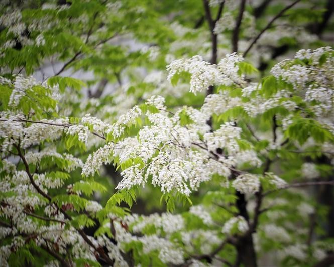 Pristine beauty of Sua flowers in Hanoi