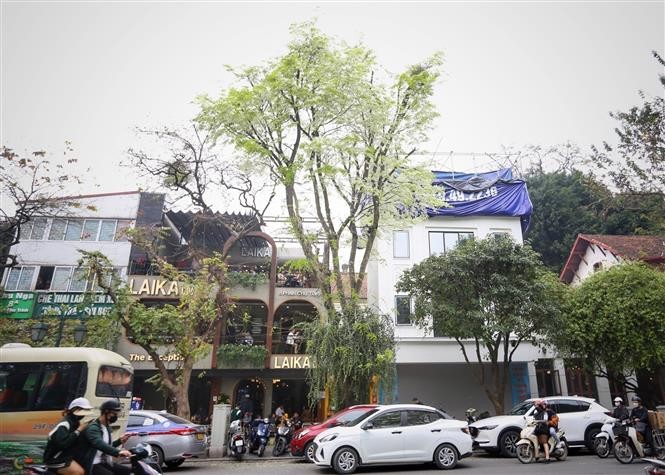 Pristine beauty of Sua flowers in Hanoi