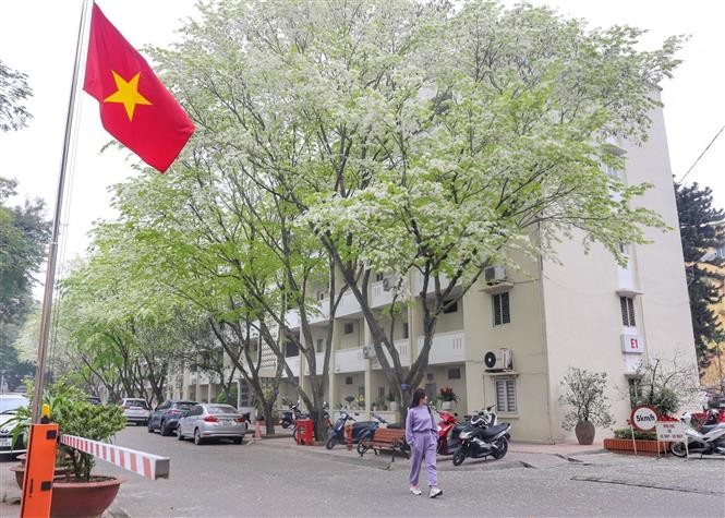 Pristine beauty of Sua flowers in Hanoi