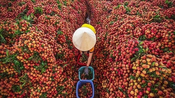 Hết thời 'đua sản lượng', trái cây Việt bước vào cuộc đua tăng giá trị