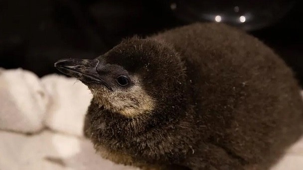 Mỹ: Ba chú chim cánh cụt châu Phi ra đời ở thủy cung