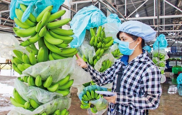 Vietnam’s dragon fruit, banana, durian export targets 2 billion USD in 2023